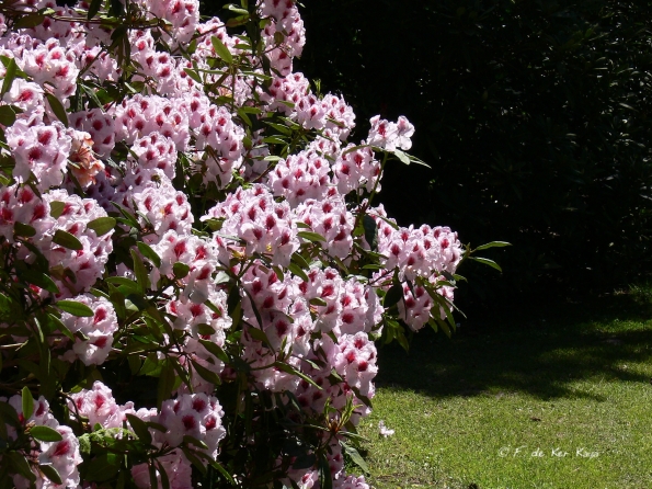 Bois des Moutiers (242) Mai 2012